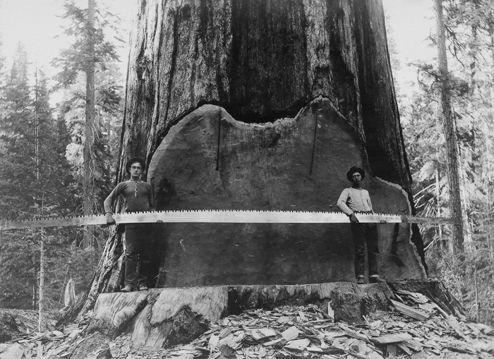 Sequoia Withernot